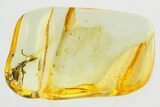 Detailed Fossil Ant (Dolichoderinae) In Baltic Amber #296977-1